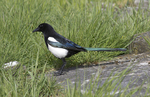 Magpie