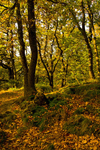 Tree - 7735