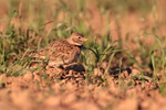 Calandra Lark foraging in field, Montgai, Spain