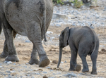 Elephant with young