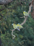 Yellow-footed Green Pigeon portfolio