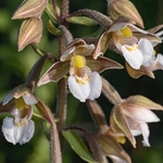 Marsh Helleborine (Epipactis palustris)