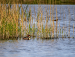 Great Crested Grebe