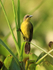 Unicolored Blackbird (female), Corixo Negro, Mato Grosso, Brazil