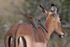 Red-billed Oxpeckers hitch a ride on an Impala