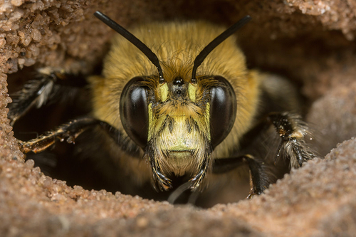 Male Hairy-footed Flower Bee ([i]Anthophora plumipes[/i]), in a hole in a church wall. Staffordshire, March 2016.