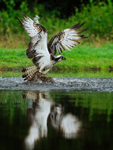 Scottish Osprey reflection with fish, Rothiemurchus