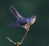 Male Cuckoo
