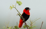 Murchison