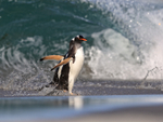 Gentoo Penguins crashing wave background, Sea Lion Island, Falklands