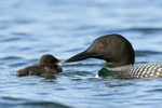 Common Loon chick being fed, Minnesota, USA
