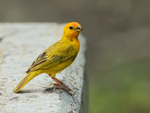Saffron Finch portfolio