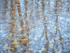 TREES WEEK #50