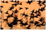 Gladwall Flock