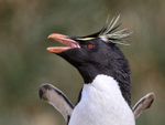 Rockhopper Penguin with raised flippers, West Point Island, Falklands