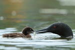 Common Loon chick grabs fish from parent, Minnesota, USA