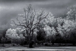 Hoar frost and fog Marlfield