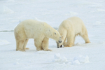 Polar Bear confrontation, Churchill, Canada