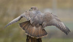 COMMON BUZZARD