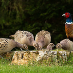 The Pheasant's Harem