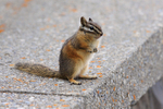 Least Chipmunk standing, Banff
