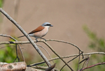 Red-backed Shrike