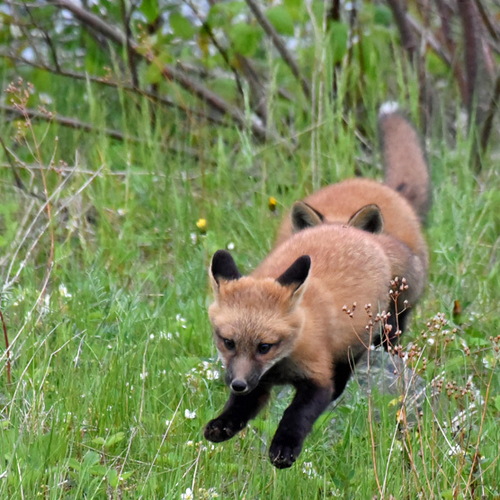 Red Fox kits @ Play.