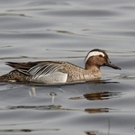 Garganey (Anas querquedula) M