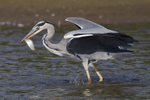 Grey Heron with fish