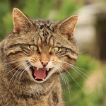 Scottish Wildcat