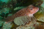 Chelidonichthys lastoviza