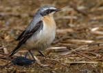 Wheatear 3