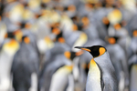 King Penguin, colony background, Volunteer Point, Falklands