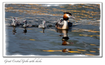 Birds portfolio