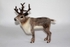 Reindeer. Photo 2.