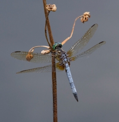 DF AnimalsCreatures 171