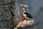 Puffins