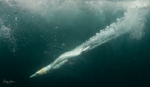 Underwater Gannets 11