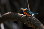 American Pygmy Kingfisher (female) close, Sierpe River, Costa Rica