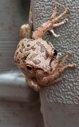 AnimalsCreatures _0058