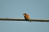 European Bee-eater