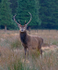 Red Deer Stag