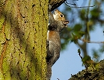 Grey Squirrel