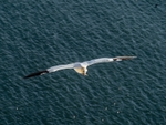 Gannet