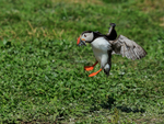 Puffin about to touch down, Farne Islands