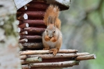 Red Squirrel