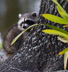 AnimalsCreatures 122
