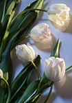 White tulips crosslit