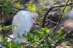Bird Cattle Egret