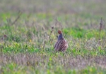Grey Partridge